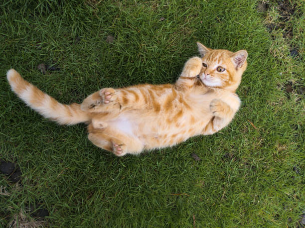 istock A kitten play on the ground 2191562194
