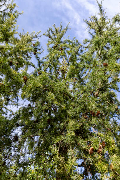 istock beautiful larch with green foliage in September 2191565089