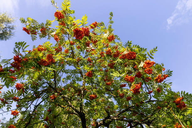 istock rowan on a blue sky background with red fruits 2191565123