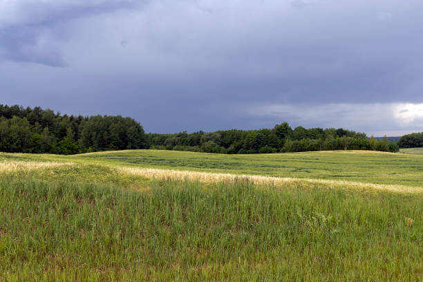 istock wheat field after a thunderstorm and rain 2191565129