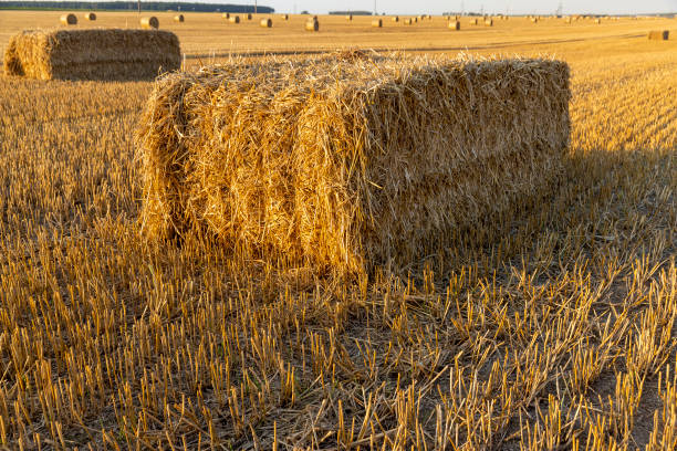 istock square stacks of golden wheat straw in a field at sunset 2191565155