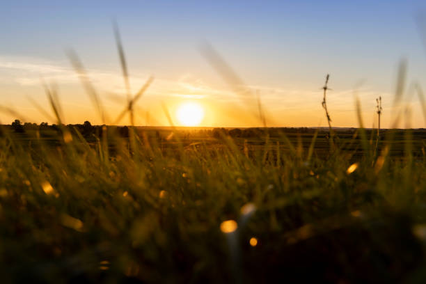 summer sunset in a field with green grass and trees, beautiful orange sky and grass with trees at sunset