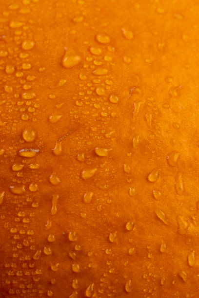 istock orange pumpkin wet in water close-up 2191565332