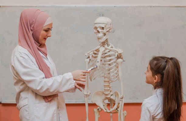 A Muslim female teacher teaches child students using the human body skeleton model to explain anatomy in biology class in the classroom lab. . High quality photo