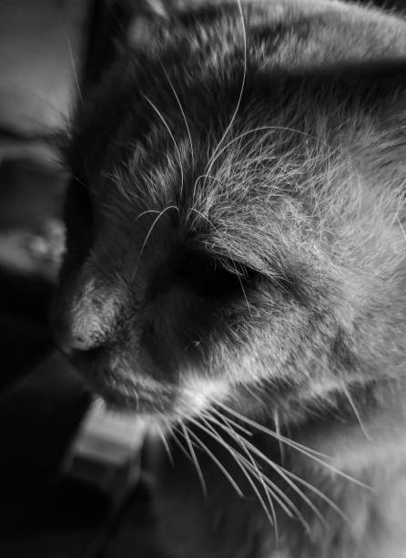 istock cat face close up black and white 2191566805