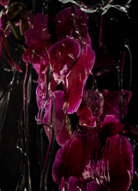 istock Waves of Petals VI 2191567504