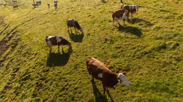 istock Serene Cows Grazing in Sunlit Pasture 2191568113
