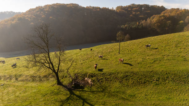 Belted Galloway cow grazing in a field on a sunny morning in rural Scotland