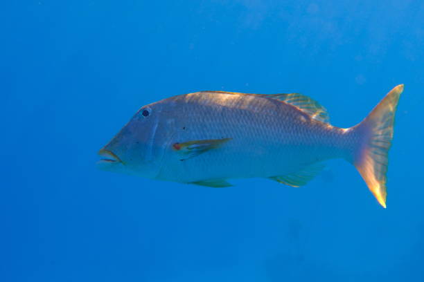 istock Yellowlip emperor (Lethrinus xanthochilus) undersea 2191568907