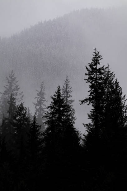 istock Snow covered trees on a mountain with fog in winter. Alberta, Canada 2191569079