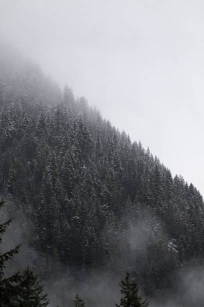 istock Snow covered trees on a mountain with fog in winter. Alberta, Canada 2191569092
