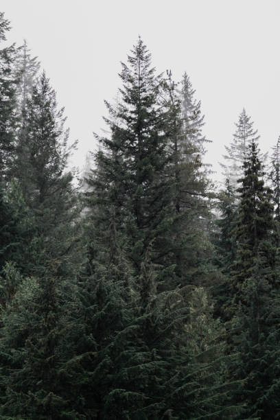 istock Snow covered trees on a mountain with fog in winter. Alberta, Canada 2191569127