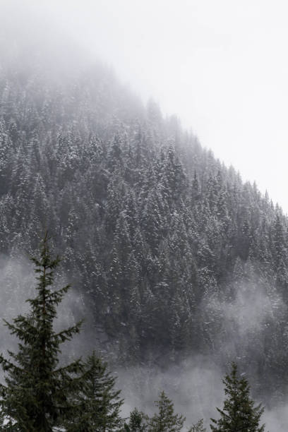 Snow covered trees on a mountain with fog in winter. Alberta, Canada