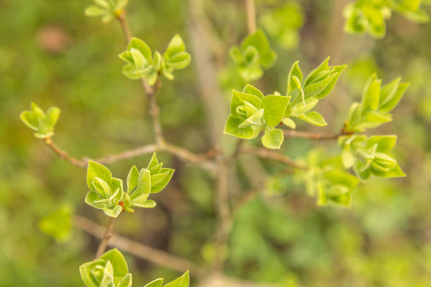 Close up of a common lilac (syringa vulgaris) in spring. Selective focus. Common lilac is frequently found in gardens in Northern Europe.
