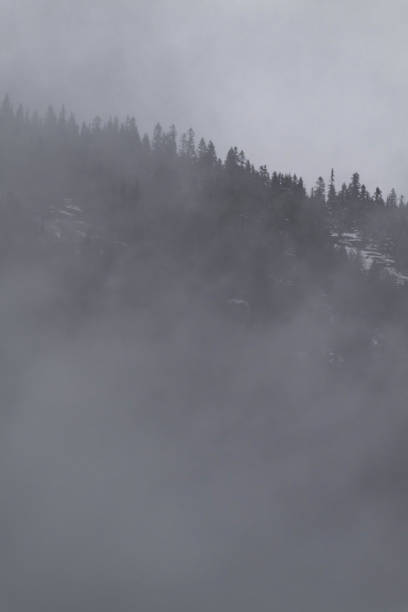 Snow covered trees on a mountain with fog in winter. Alberta, Canada