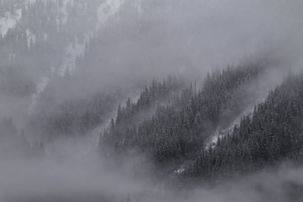 istock Snow covered trees on a mountain with fog in winter. Alberta, Canada 2191569337