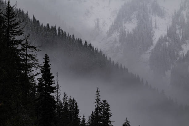 istock Snow covered trees on a mountain with fog in winter. Alberta, Canada 2191569409