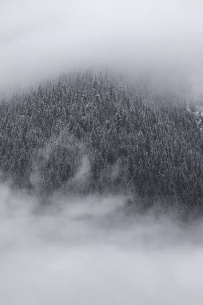 Towering mountains peek through swirling clouds, surrounded by towering evergreen trees blanketed in fresh snow during winter, creating a serene, picturesque atmosphere.