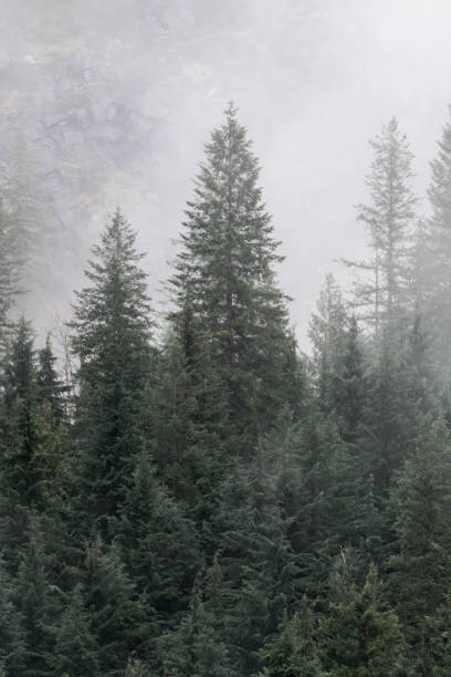 istock Snow covered trees on a mountain with fog in winter. Alberta, Canada 2191569486