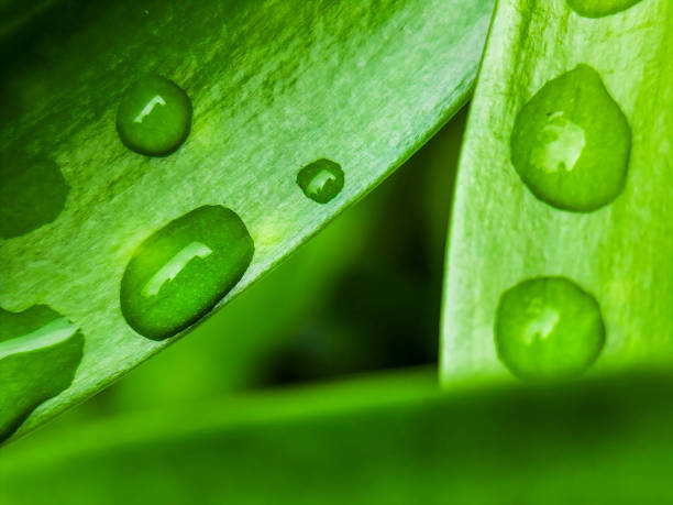 istock Rainwater residue on green leaves 2191569713