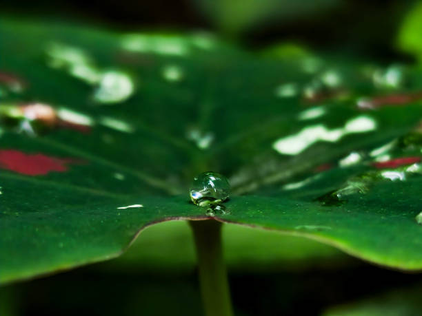 An water droplets like glass on the leaves
