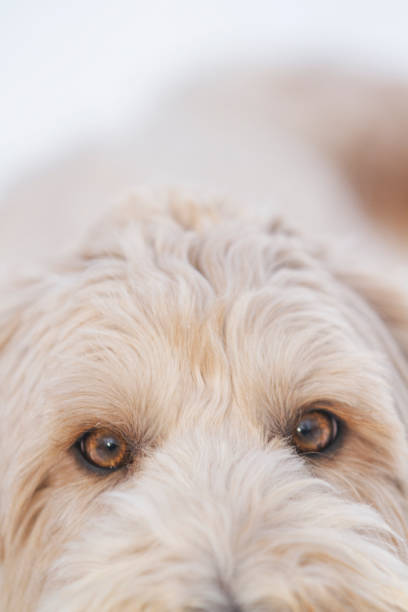Smiling Goldendoodle takes a rest from playing in the snow. Happy family dog in winter.