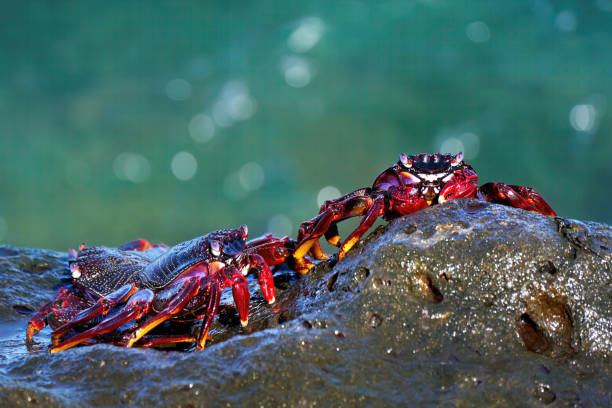 Red Rock Crabs (Grapsus adscensionis) on wet rock with bokeh from turquoise water - Arrecife, Lanzarote