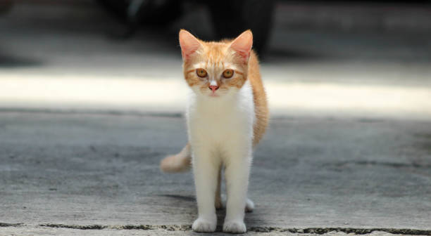 istock Stealthy Cat Stalking Its Prey with Focused Precision 2191571214