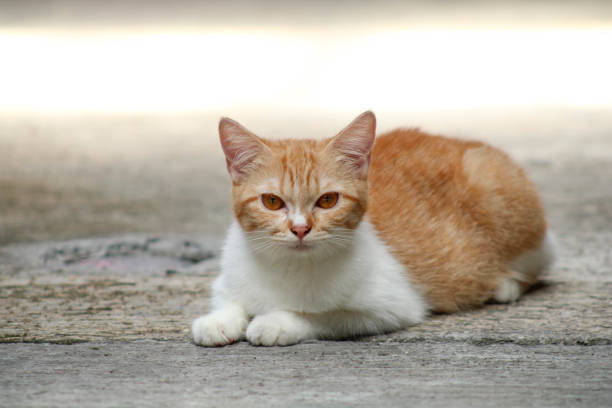 istock Cute Cat Relaxing and Sitting Comfortably 2191571216