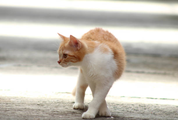 A cat is seen walking stealthily, carefully stalking its prey. With focused eyes and a low, poised posture, the cat moves silently, showcasing its natural hunting instincts.