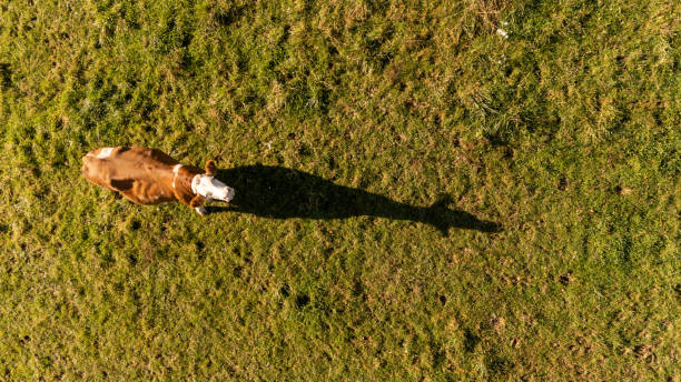 little girl who came from the city drives a cow in the meadow, summer in the village