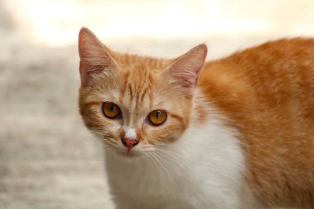 istock Close Up Cat Face with Expressive Eyes 2191571630