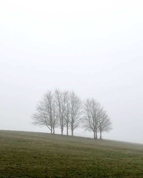 Tree silhouettes on the horizon in a field on a foggy winter's day