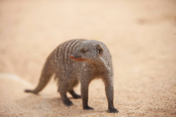 Banded Mongoose or Zebramanguste  Mungos Mungo