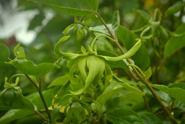 Ylang ylang flowers Ylang ylang flowers (Cananga Odorata) are widely planted by Asian people. orthosiphon aristatus stock pictures, royalty-free photos & images