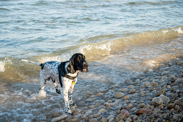 A dog is looking towards the evening sun after a refreshing swim at Alcossebre beach in Castellón de la Plana. He comes out tired and carries his mouth open