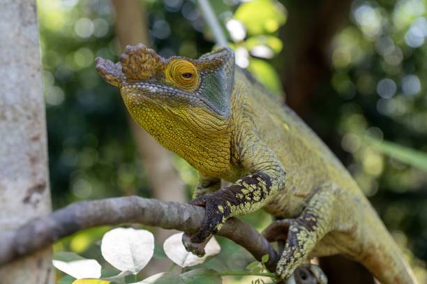 istock Parson's chameleon (Calumma parsonii) .Large endemic species of chameleon, Madagascar nature 2191574435