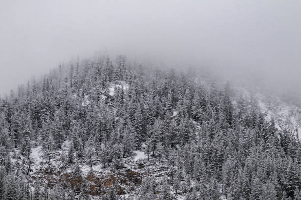 istock Snow covered trees on a mountain with fog in winter. Alberta, Canada 2191574851