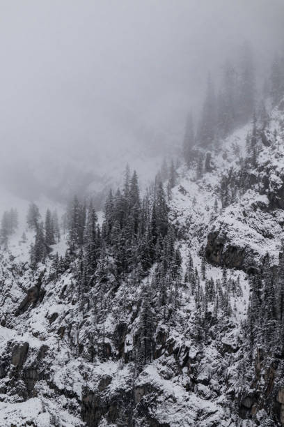 istock Snow covered trees on a mountain with fog in winter. Alberta, Canada 2191575474