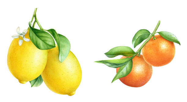 160+ Clementine Tree Stock Illustrations, Royalty-Free Vector