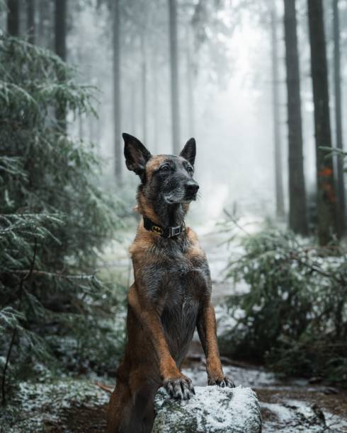 istock Alert Belgian Malinois in a Misty Forest 2191576842