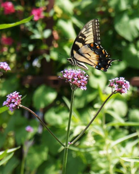 istock Butterfly on Verbena 2191577987