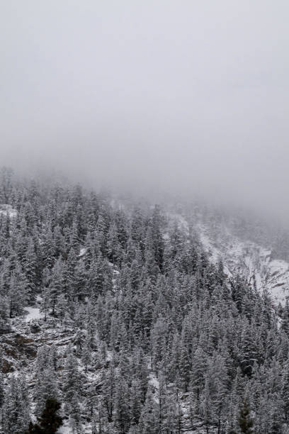 Snow covered trees on a mountain with fog in winter. Alberta, Canada