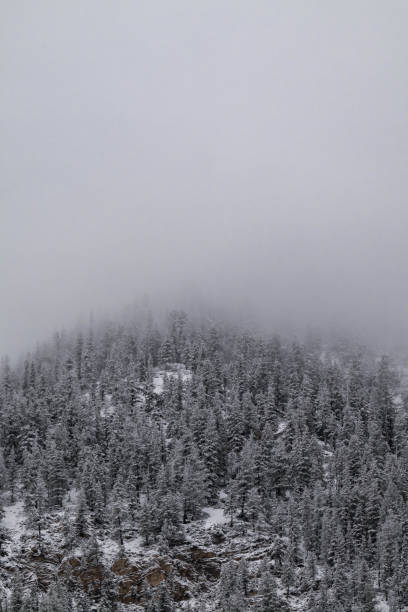 istock Snow covered trees on a mountain with fog in winter. Alberta, Canada 2191578230