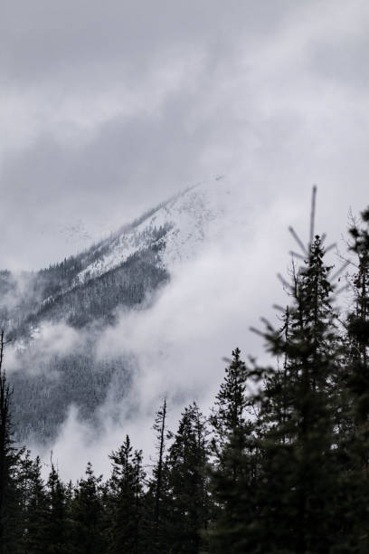 Snow covered trees on a mountain with fog in winter. Alberta, Canada