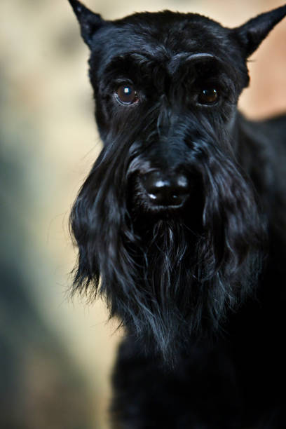 Potrait of a black miniature schnauzer