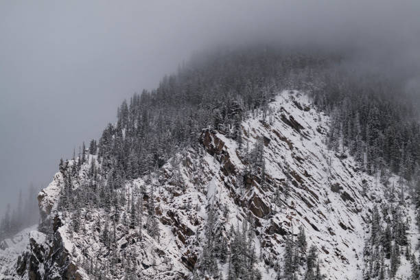 Snow covered trees on a mountain with fog in winter. Alberta, Canada