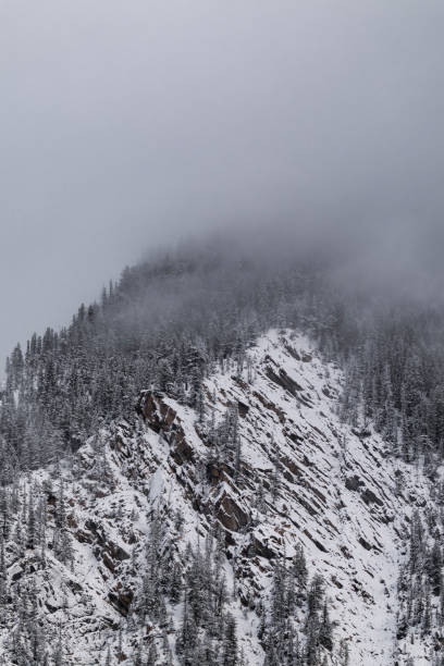 Snow covered trees on a mountain with fog in winter. Alberta, Canada