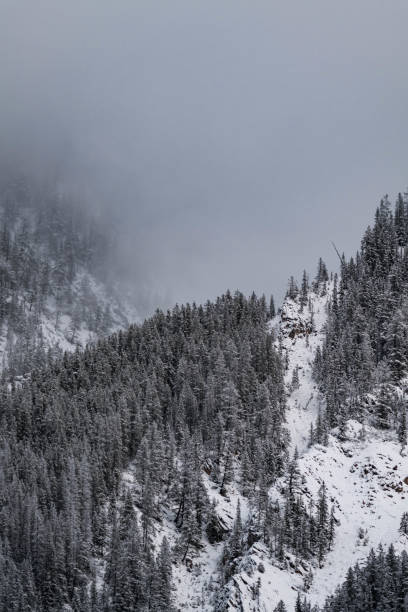 istock Snow covered trees on a mountain with fog in winter. Alberta, Canada 2191579104