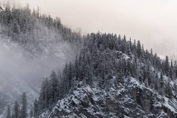 istock Snow covered trees on a mountain with fog in winter. Alberta, Canada 2191579107